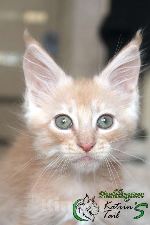 Кошки в Санкт-Петербурге: Мейн-Кун мальчик красный дым Мальчик, 40 000 руб. - фото 4