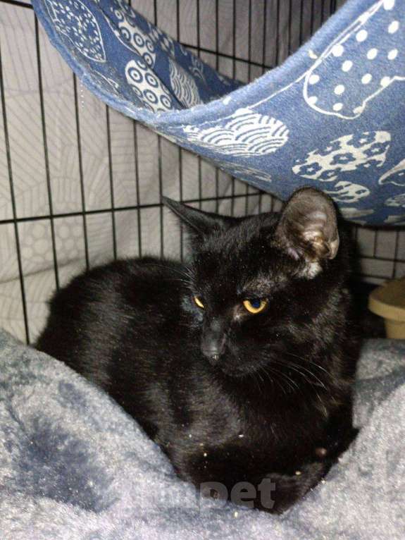 Кошки в Москве: Котенок Бусик Мальчик, Бесплатно - фото 4