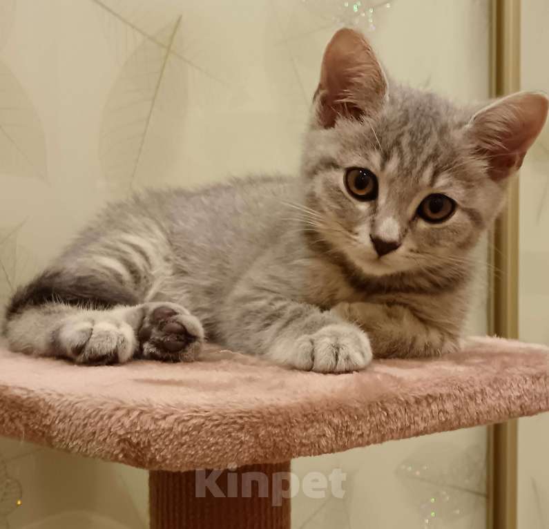 Кошки в Серпухове: Шотланская прямоухая Девочка, Бесплатно - фото 6