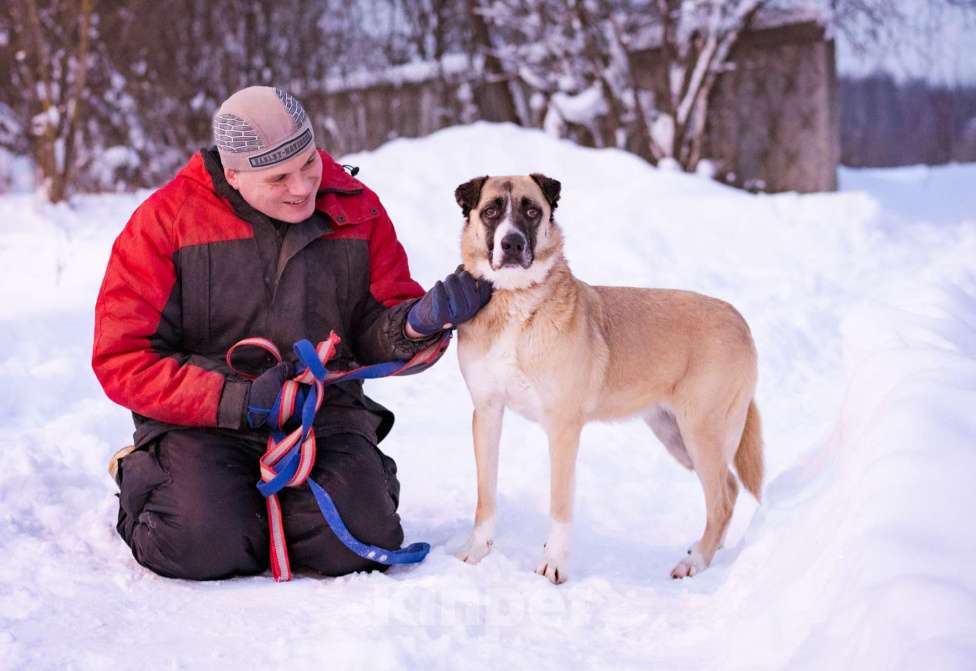 Собаки в Москве: Ханна ждёт своих людей в приюте Девочка, Бесплатно - фото 2