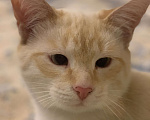 Кошки в Санкт-Петербурге: Котенок Абрикос  Мальчик, Бесплатно - фото 2