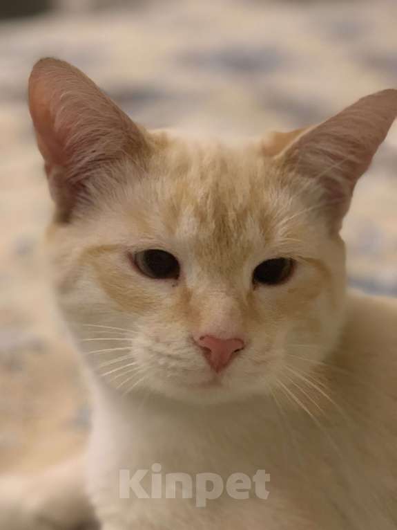 Кошки в Санкт-Петербурге: Котенок Абрикос  Мальчик, Бесплатно - фото 2