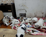Собаки в Кемерово: Вязка, 1 руб. - фото 3