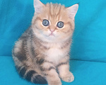 Кошки в Москве: золотой мраморный котик Мальчик, 25 000 руб. - фото 3
