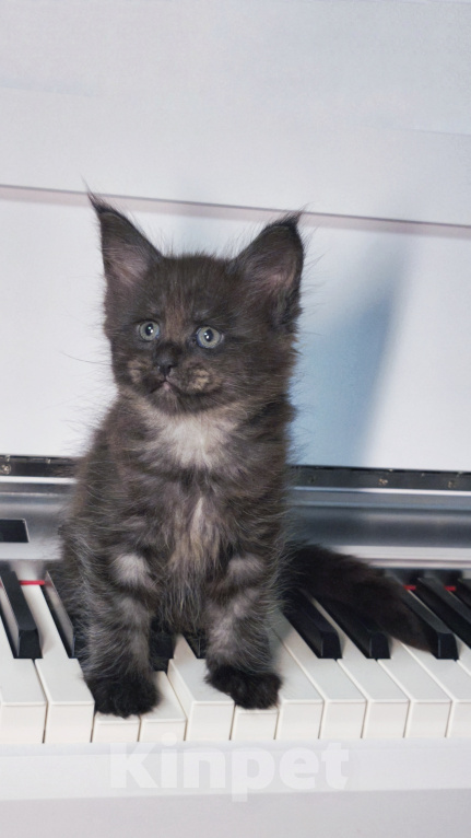 Кошки в Москве: Котенок мейн-кун Девочка, Бесплатно - фото 3