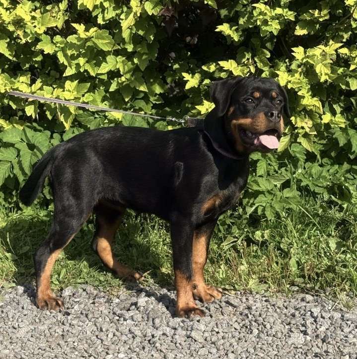Собаки в других городах Ленинградской области: Питомник ротвейлеров предлагает щенка ротвейлера, суку Девочка, 60 000 руб. - фото 7
