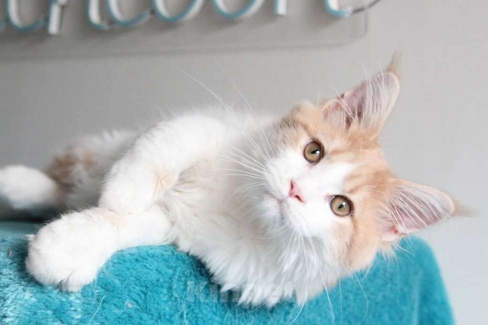 Кошки в Екатеринбурге: Котята мейнкун из питомника Ричкун - Екатеринбург Мальчик, 30 000 руб. - фото 3