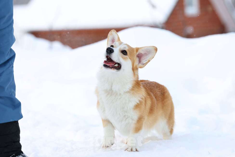 Собаки в Новосибирске: Девочка вельш-корги Девочка, 60 000 руб. - фото 2
