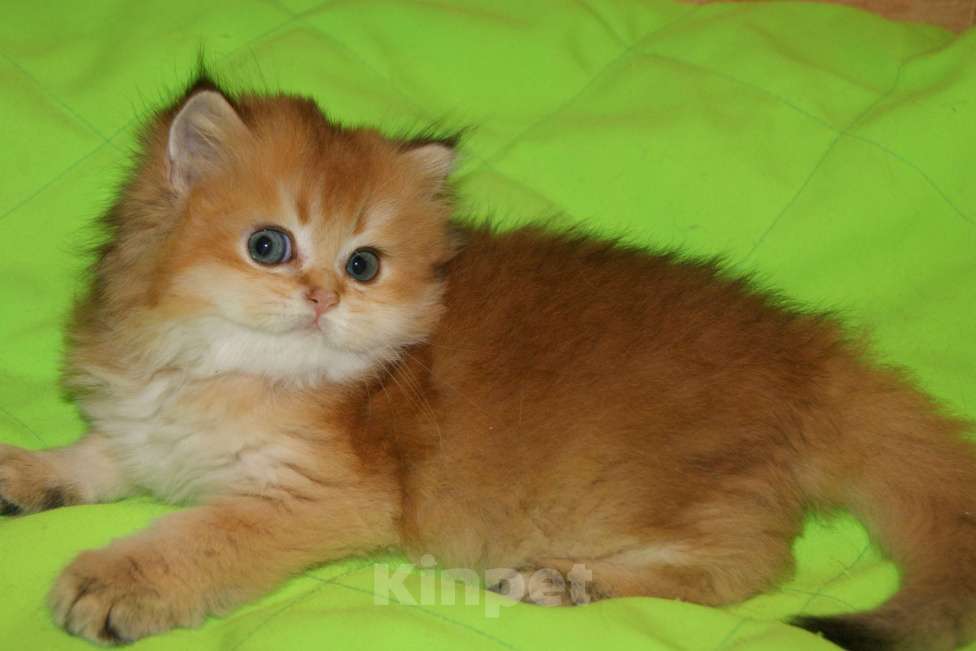 Кошки в Москве: Золотой мальчик Мальчик, 40 000 руб. - фото 3