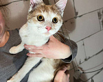 Кошки в других городах Московской области: Котенок-подросток Персик Мальчик, Бесплатно - фото 2