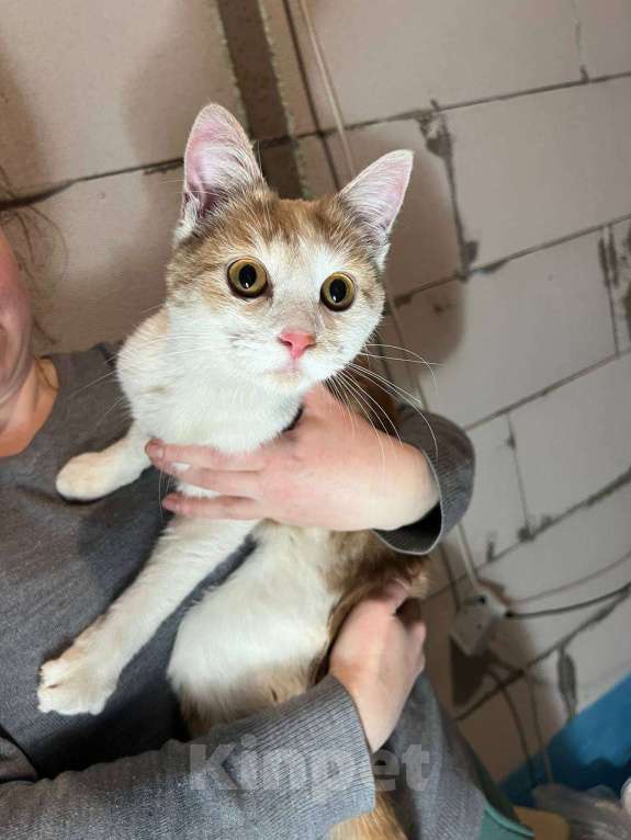 Кошки в других городах Московской области: Котенок-подросток Персик Мальчик, Бесплатно - фото 2