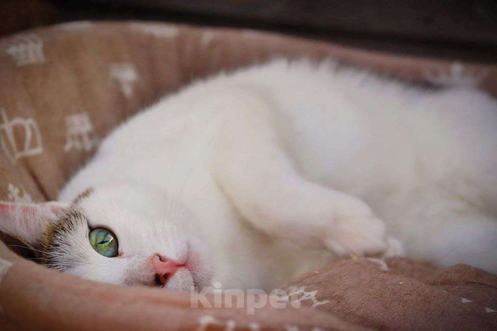 Кошки в Люберцах: Чуда ждет вас — лапочка Лапа ищет свой дом! Девочка, Бесплатно - фото 4