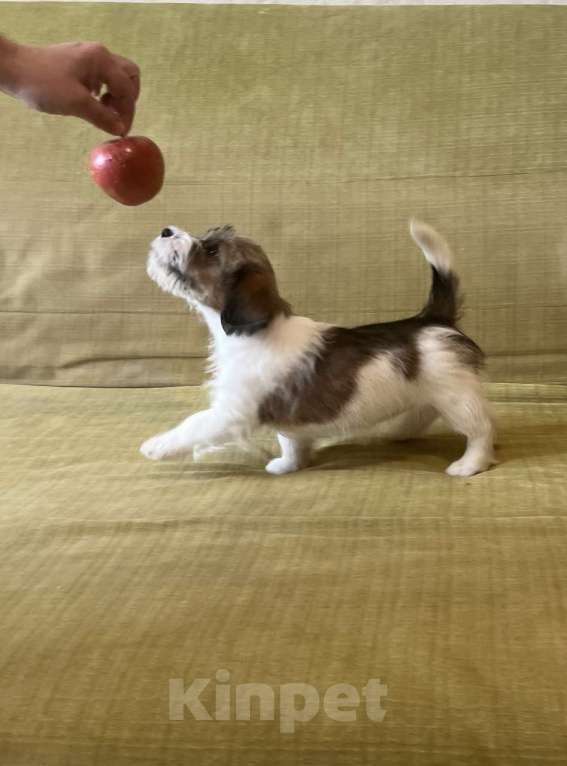 Собаки в Москве: Жесткошерстный Джек Рассел терьер Девочка, 35 000 руб. - фото 1