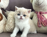 Кошки в других городах Московской области: Шотландские мальчики Мальчик, 35 000 руб. - фото 3