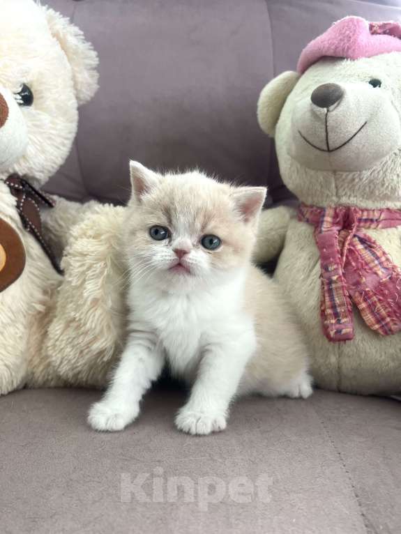 Кошки в других городах Московской области: Шотландские мальчики Мальчик, 35 000 руб. - фото 3