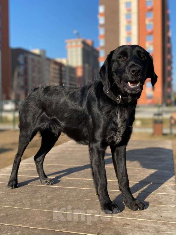 Собаки в Ростове-на-Дону: РОККИ СРОЧНО ИЩЕТ ДОМ Мальчик, Бесплатно - фото 9