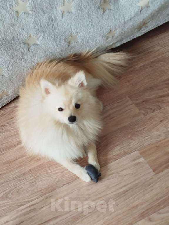 Собаки в Томске: Хлебушек ищет новых хозяев! Мальчик, Бесплатно - фото 3