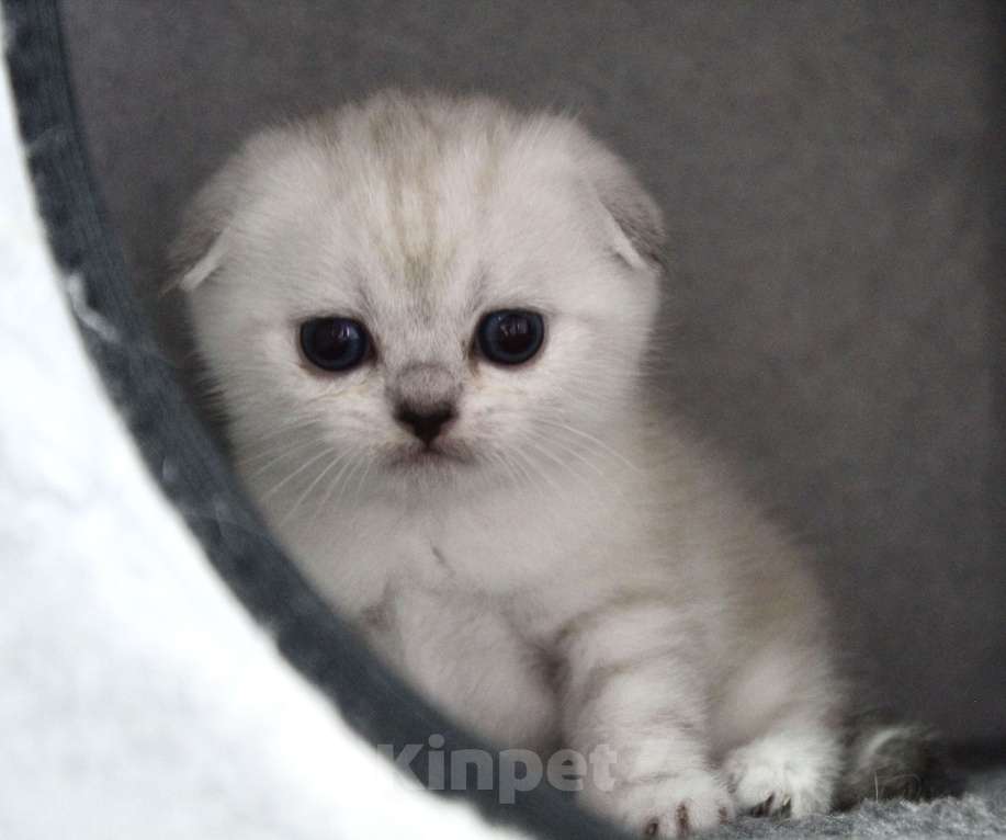 Кошки в Санкт-Петербурге: Шотландский котенок  Мальчик, 30 000 руб. - фото 10