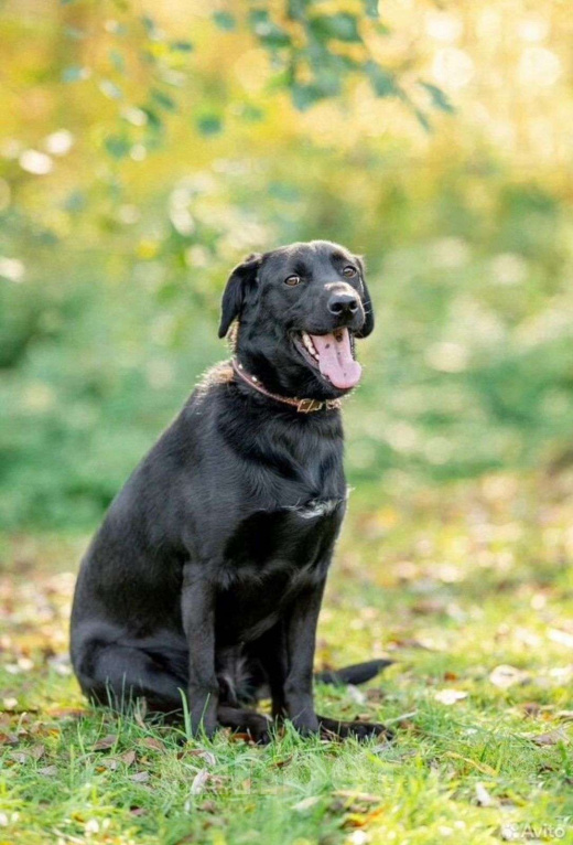 Собаки в Волоколамске: Собака в добрые руки Мальчик, Бесплатно - фото 5