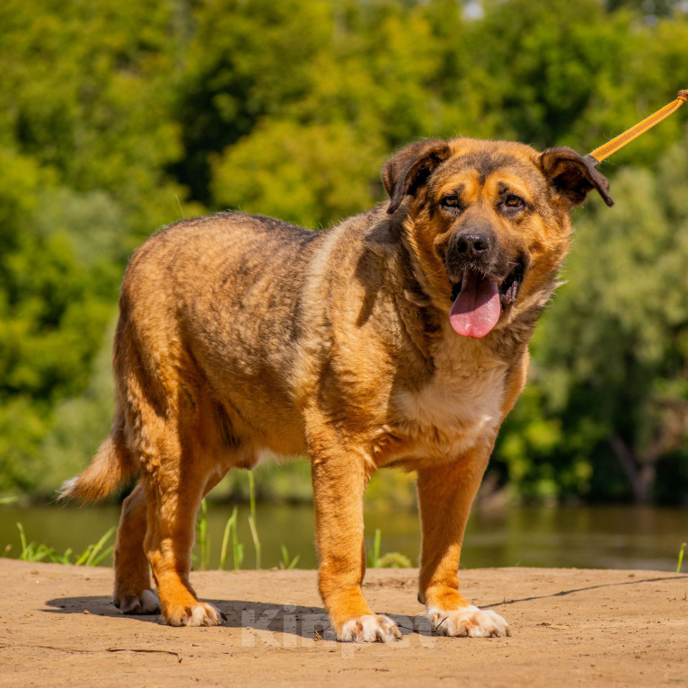 Собаки в Москве: Золтан Мальчик, Бесплатно - фото 3