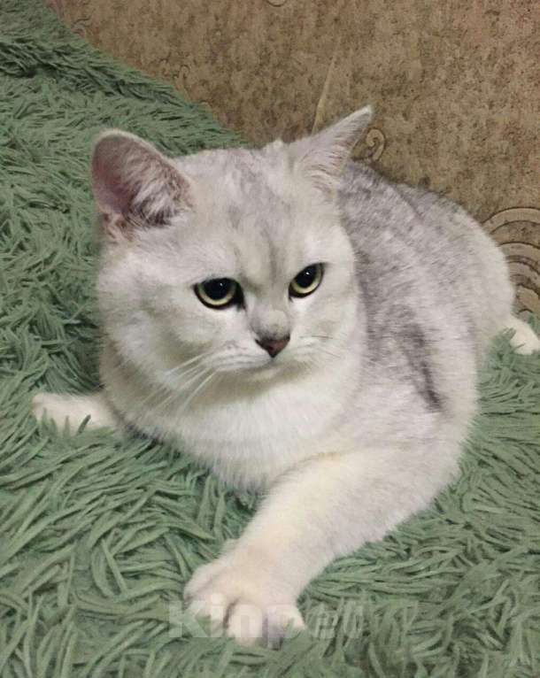 Кошки в Кстово: Британский кот на вязку, 1 000 руб. - фото 1