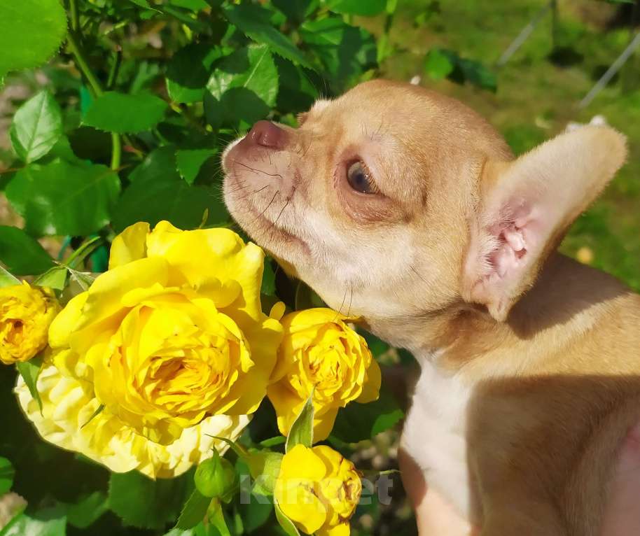 Собаки в Москве: красивый рыжий мальчик гш чихуахуа Мальчик, 45 000 руб. - фото 9