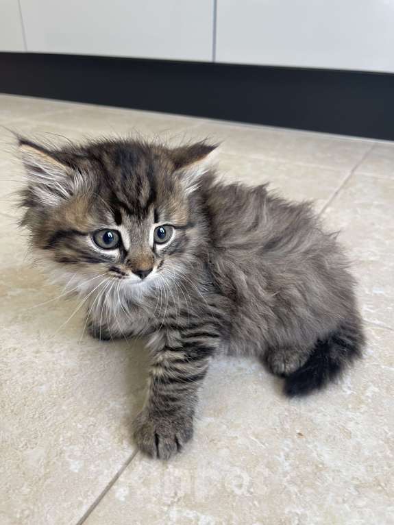 Кошки в Москве: Кусята Девочка, Бесплатно - фото 5