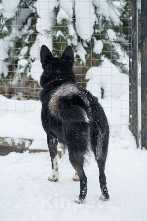 Собаки в Москве: Аяне нужен дом  Девочка, Бесплатно - фото 5