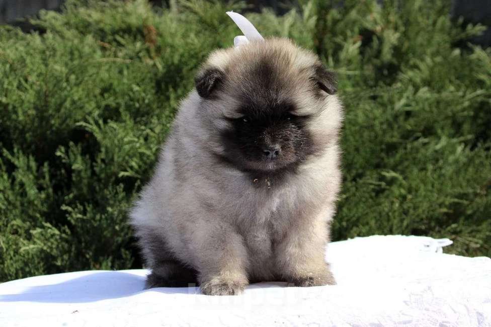 Собаки в Москве: Пушистое счастье - щенок кеесхонда  (вольфшпица) Девочка, 38 000 руб. - фото 3