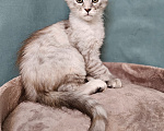 Кошки в Мытищах: Котёнок Мейн-кун Девочка, 40 000 руб. - фото 2