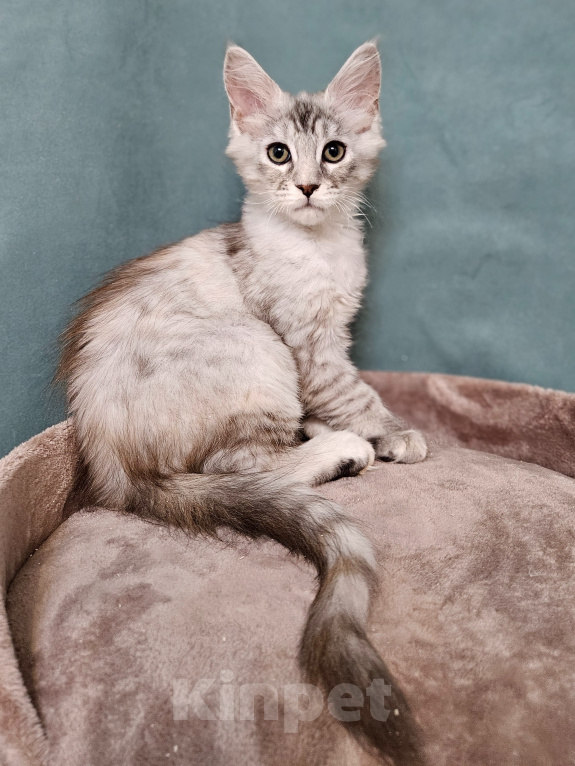 Кошки в Мытищах: Котёнок Мейн-кун Девочка, 40 000 руб. - фото 2