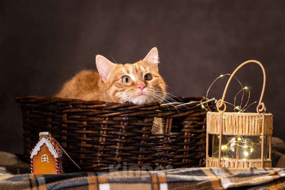 Кошки в Клине: Ханни — очаровательная кошечка Девочка, Бесплатно - фото 6