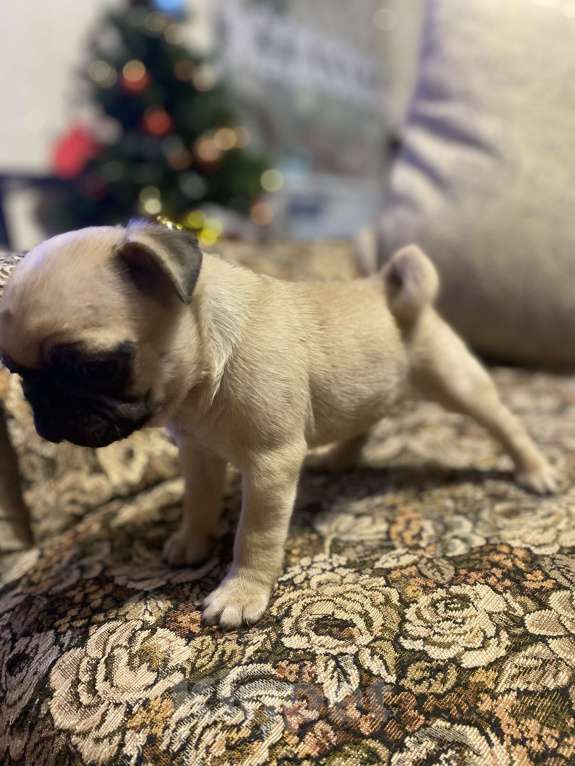 Собаки в других городах Московской области: Пупсики Девочка, 23 000 руб. - фото 2