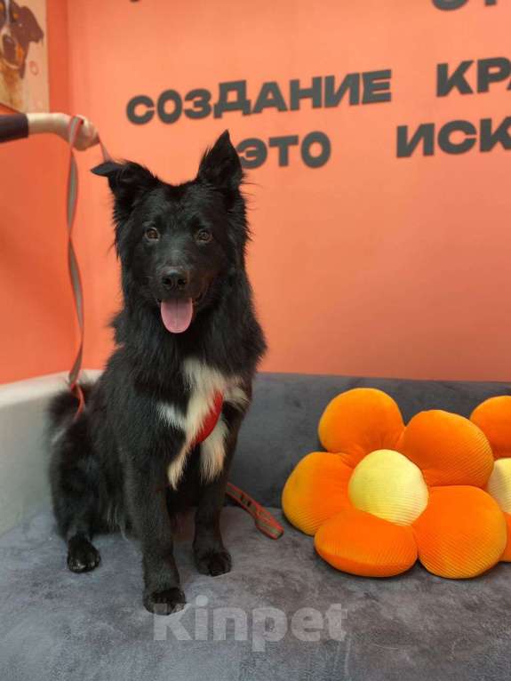 Собаки в Москве: Познакомьтеcь c Mариком Мальчик, Бесплатно - фото 3