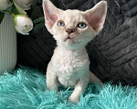 Кошки в Москве: Котенок Девон Рекс мальчик с голубыми глазами Мальчик, 60 000 руб. - фото 8