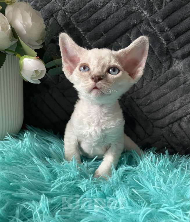 Кошки в Москве: Котенок Девон Рекс мальчик с голубыми глазами Мальчик, 60 000 руб. - фото 8