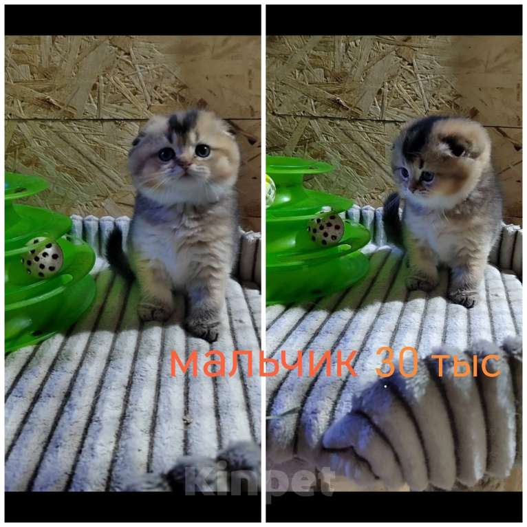 Кошки в Краснодаре: Котята Золотая шиншилла Мальчик, Бесплатно - фото 8