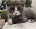 Кошки в Санкт-Петербурге: Котёнок донской сфинкс  Мальчик, 18 000 руб. - фото 3