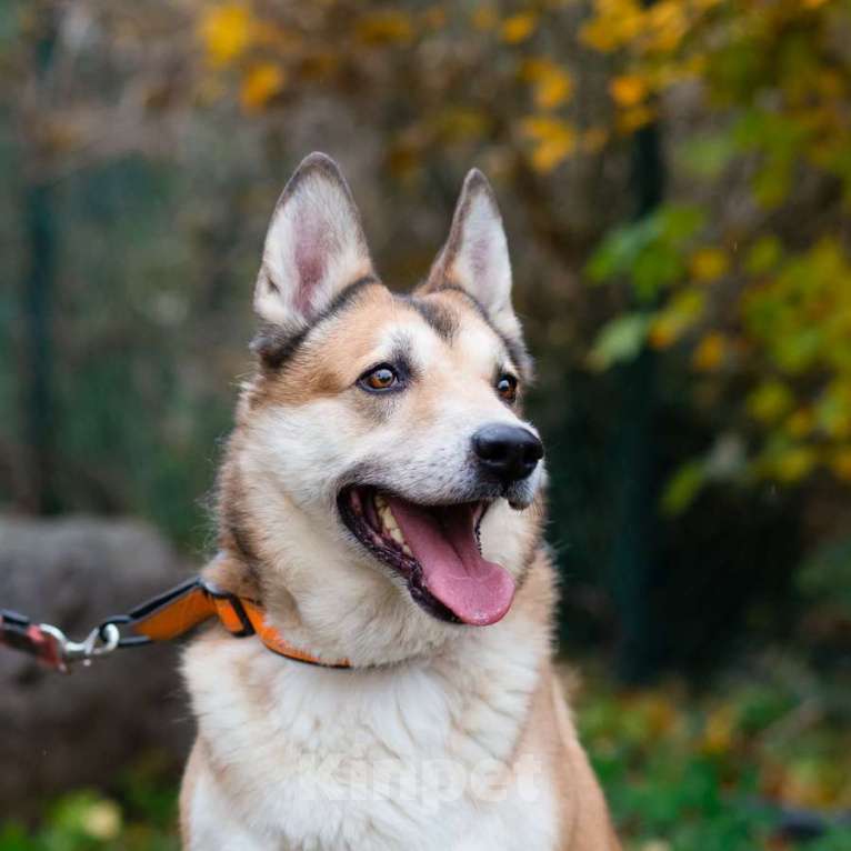 Собаки в Санкт-Петербурге: Красивый активный пёс Маффин ищет дом Мальчик, Бесплатно - фото 4