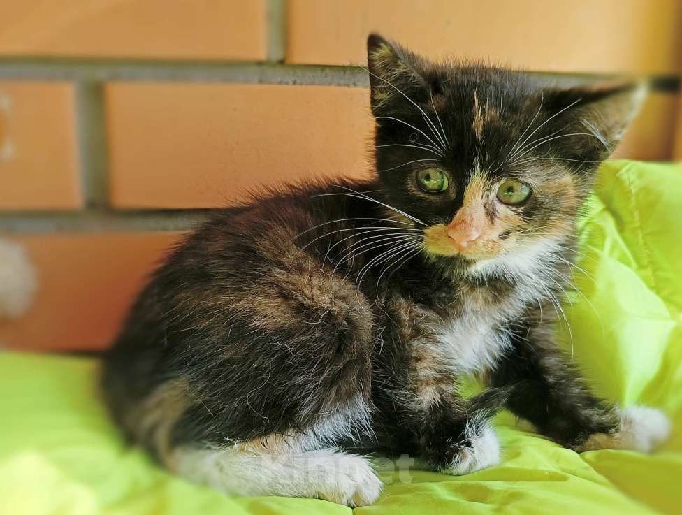 Кошки в Красногорске: Трёхцветка Кнопочка  Девочка, 50 руб. - фото 4