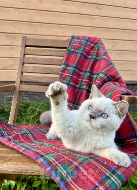 Кошки в Москве: Британский котёнок колор поинт, 5,5 месяцев  Девочка, 70 000 руб. - фото 3