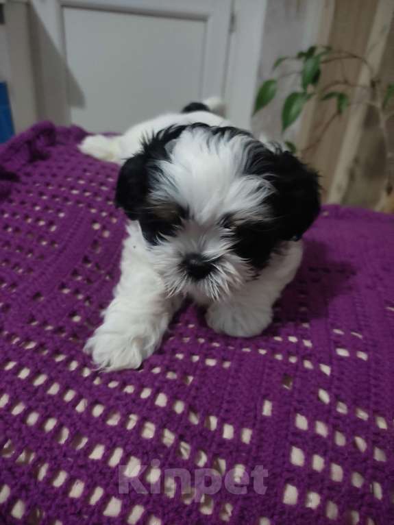 Собаки в Ступино: Девочка Ши-тцу. Девочка, 40 000 руб. - фото 1