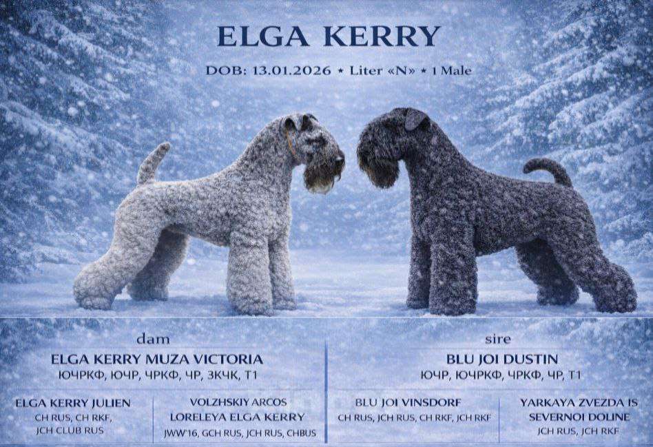 Собаки в Перми: Щенок керри-блю-терьер Мальчик, 50 000 руб. - фото 4