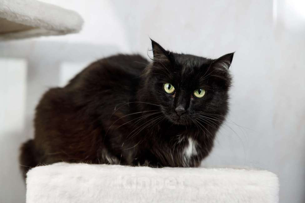 Кошки в Москве: Пушистая кошка в добрые руки Девочка, 15 руб. - фото 5