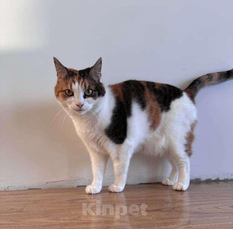 Кошки в других городах Московской области: Кошка Анфиса, примерно 3 года Девочка, Бесплатно - фото 6