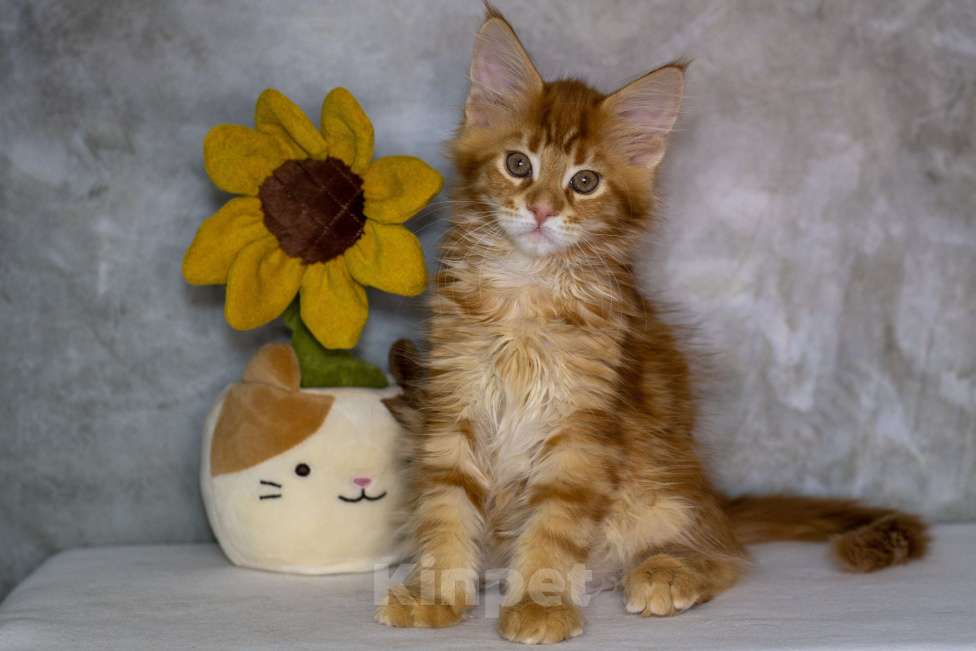Кошки в Красноярске: Котенок Мейн-Кун Разнополые, 45 000 руб. - фото 4