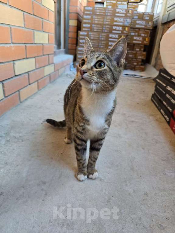 Кошки в Москве: Кнопочка ищет дом! Девочка, Бесплатно - фото 3