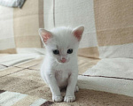 Кошки в Чехове: Котята ищут новый дом Мальчик, 1 руб. - фото 1