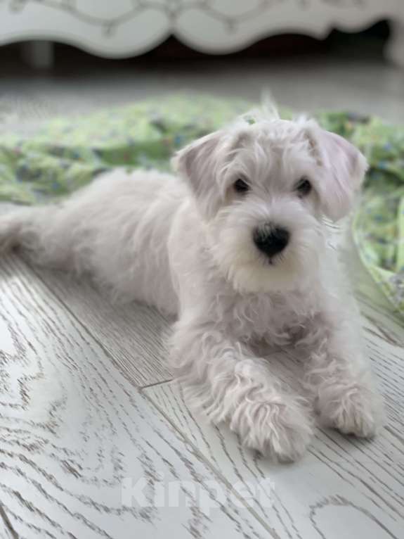 Собаки в Краснодаре: Щенок цвергшнауцер белый Мальчик, 65 000 руб. - фото 3