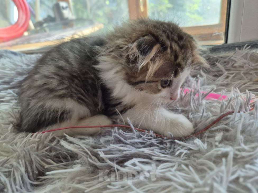 Кошки в Саратове: Котёнок  Мальчик, Бесплатно - фото 10